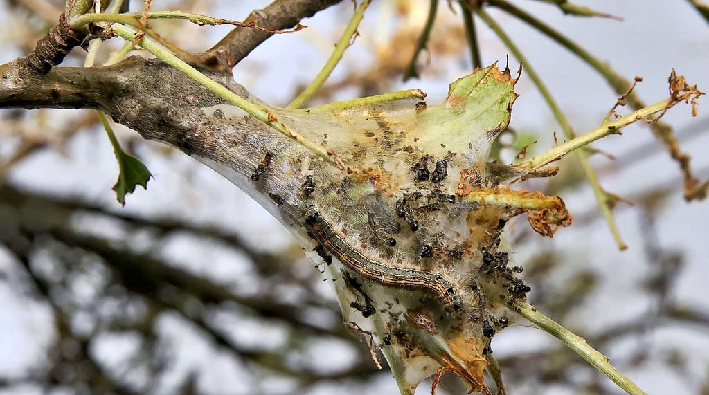 2020 machten sich Goldafterraupen zwischen Allstedt und Nienstedt an Obstbäumen zu schaffen. Hier eine Raupe samt Gespinst am Baum.