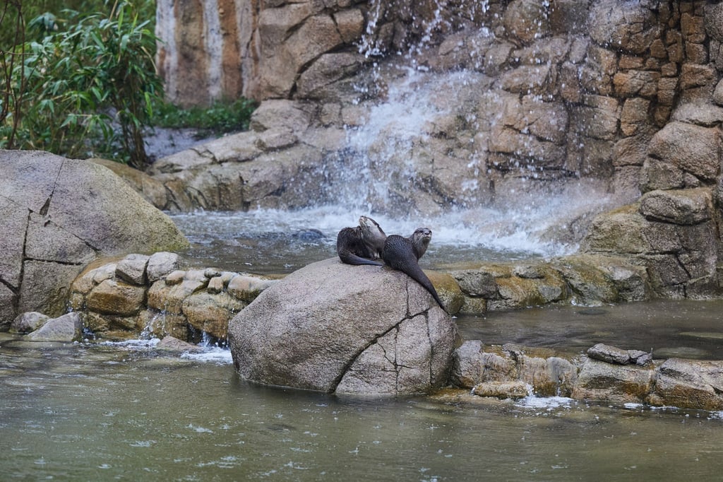 Die Zwergotter Susi und Strolch tummeln sich im Tierpark Berlin auf der Otter-Insel.