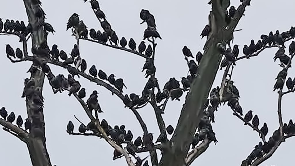 10.000 Stare übernachten derzeit im Feuchtgebiet von Frose. Sie kommen aus ihren Winterquartieren zurück. Auf den Bäumen sehen sie aus wie Blätter.
