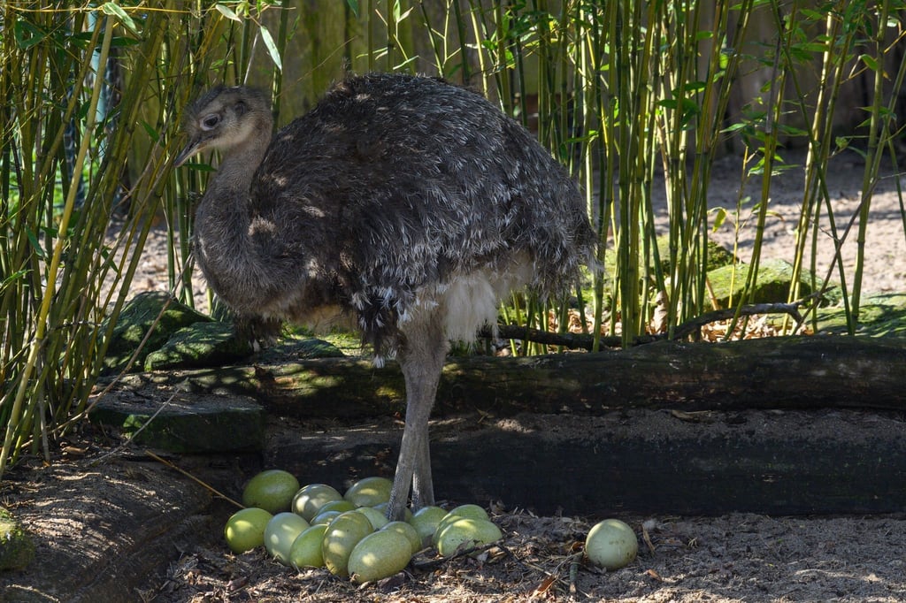 Ein Nandu-Hahn steht im Nest über den Eiern.