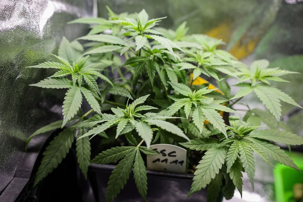 Die Teillegalisierung von Cannabis für Erwachsene steht am Freitag auf der Tagesordnung des Bundesrats.