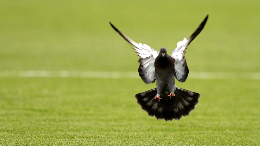 Eine Taube auf einem Fußballrasen (Symbolbild).
