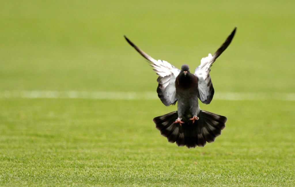 Eine Taube auf einem Fußballrasen (Symbolbild).