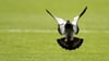 Eine Taube auf einem Fußballrasen (Symbolbild).