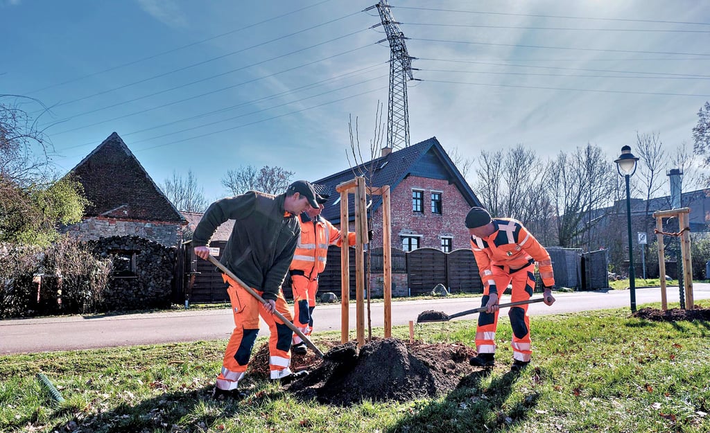 In Vockerode wird in dieser Woche "Peters Birne" gepflanzt.