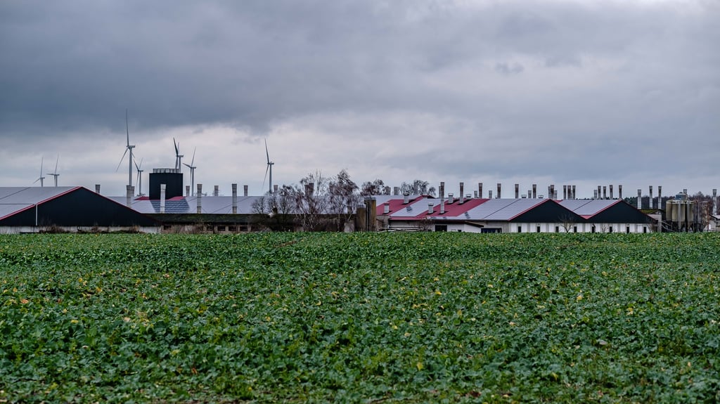Wird die Zuchtanlage im Coswiger Ortsteil Düben doch noch erweitert? Die Bebauungspläne liegen dem Stadtrat nun vor.