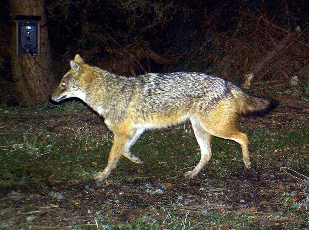 Das Foto aus dem Jahr 2012 zeigt einen Goldschakal, der im Nationalpark Bayerischer Wald (Bayern) von einer Wildkamera fotografiert wurde.