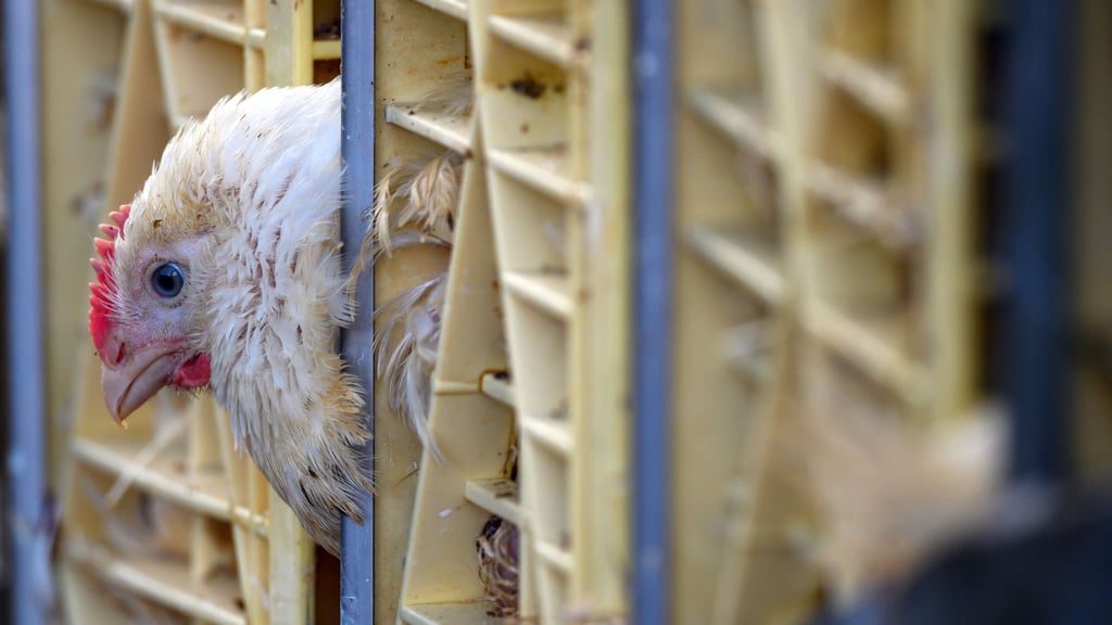 Bei fünf Hühnertransporten beanstandeten Mitarbeiter des Veterinäramtes bei einer Kontrolle auf der A2 in der Börde den Zustand der Tiere.