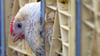 Bei fünf Hühnertransporten beanstandeten Mitarbeiter des Veterinäramtes bei einer Kontrolle auf der A2 in der Börde den Zustand der Tiere.