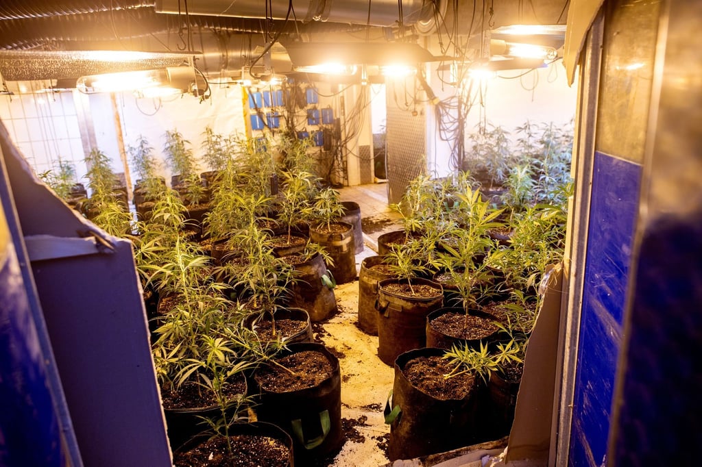 Zahlreiche Cannabispflanzen stehen in einem ehemaligen Kühlhaus.