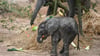Das gerade mal sieben Wochen alte Elefantenbaby im Bergzoo Halle heißt nun Simon.