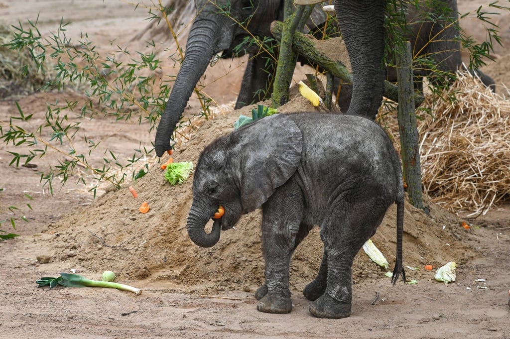 Das gerade mal sieben Wochen alte Elefantenbaby im Bergzoo Halle heißt nun Simon.