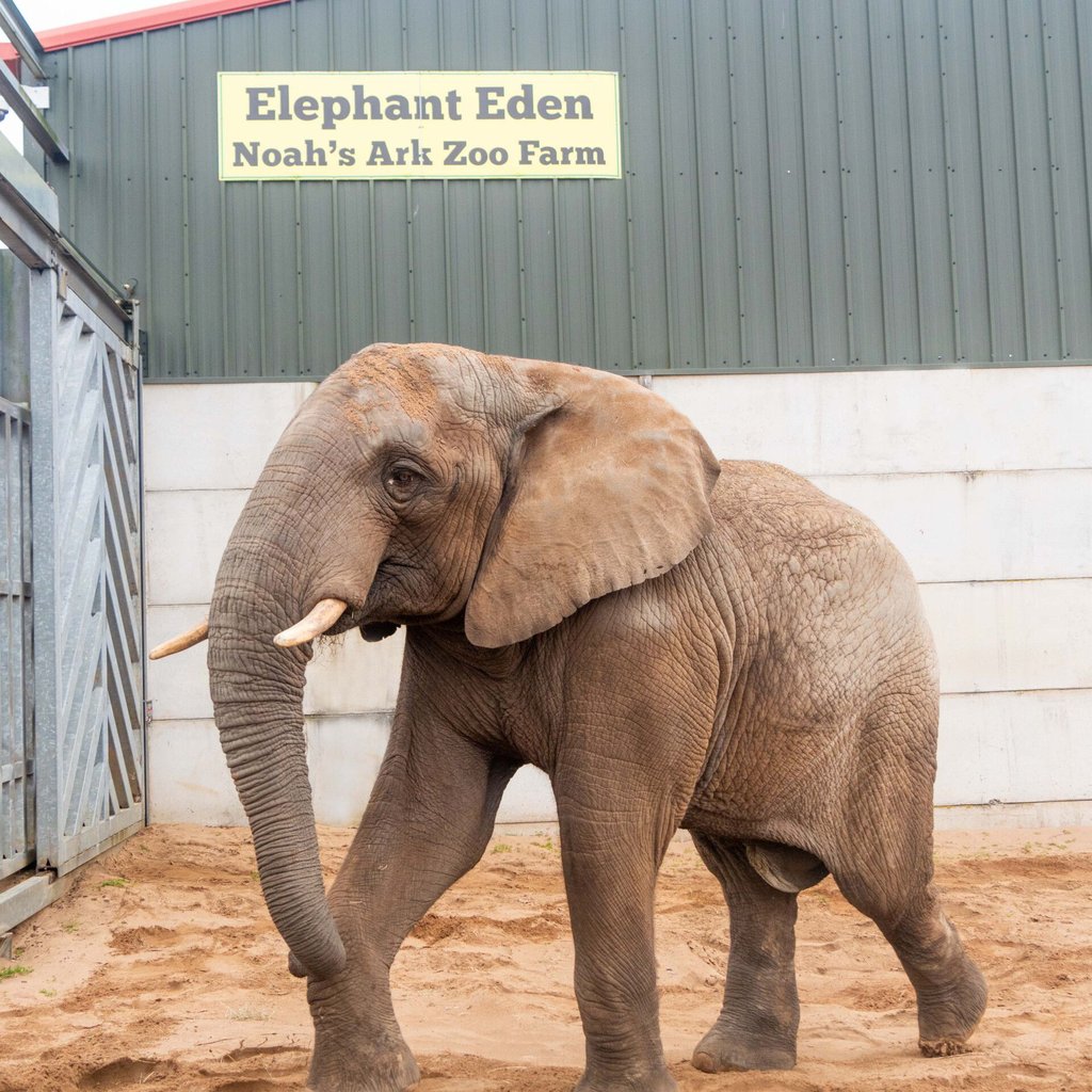 Der Elefant "Uli" aus Magdeburg in seinem neuen Zoo in der Nähe von Bristol.