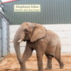 Der Elefant "Uli" aus Magdeburg in seinem neuen Zoo in der Nähe von Bristol. 