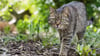 Freigänger-Katzen können im Frühling zur Gefahr für flügge werdende Jungvögel werden.