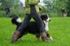 Ist ein Hundeführerschein sinnvoll? Nach einer Beißattacke in Köthen fordert Peta einen Nachweis für Hundehalter.
