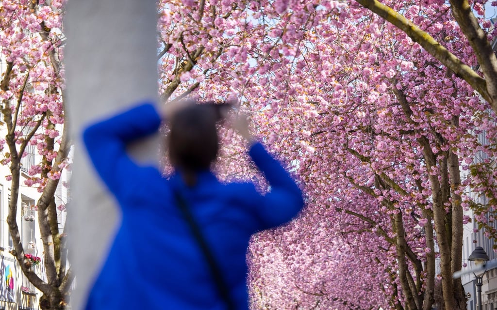 Eine Touristin fotografiert blühende Kirschblütenbäume in Bonn. Prognosen zufolge könnten die Blüte in diesem Jahr um Ostern herum beginnen.