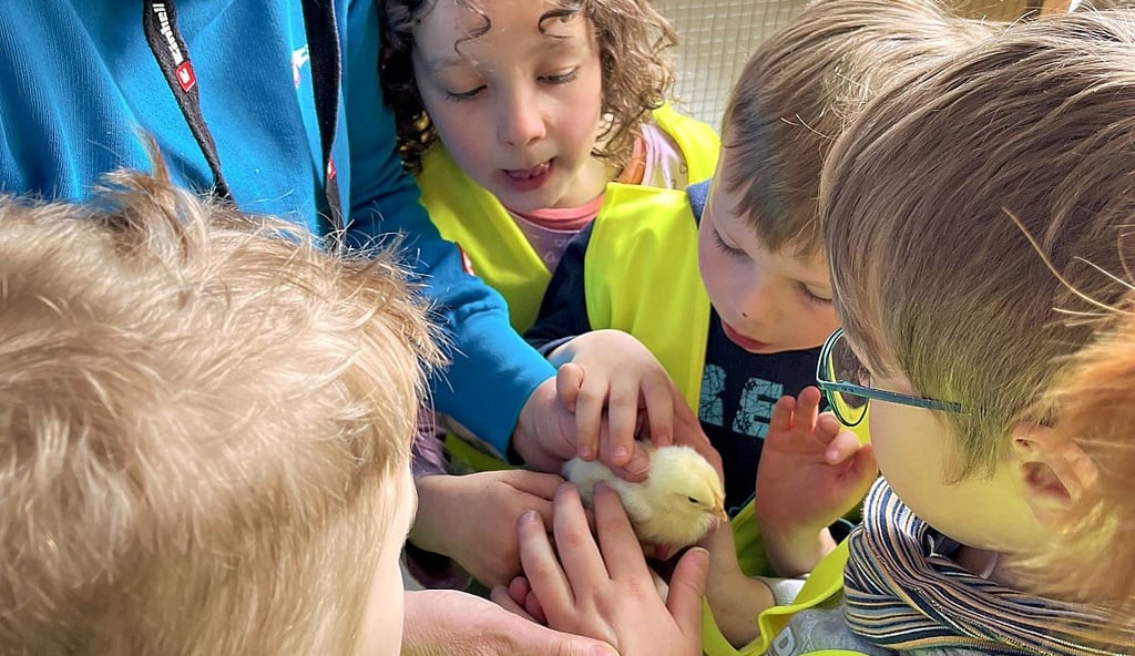 Vereinsvorsitzende Hannelore Freitag präsentiert den Kindern ein erst wenige Tage altes Hühnerküken. In der Kita „Anne Frank“ in Tangerhütte konnten die Kinder beobachten, wie aus Eiern im Brutautomat Küken werden.