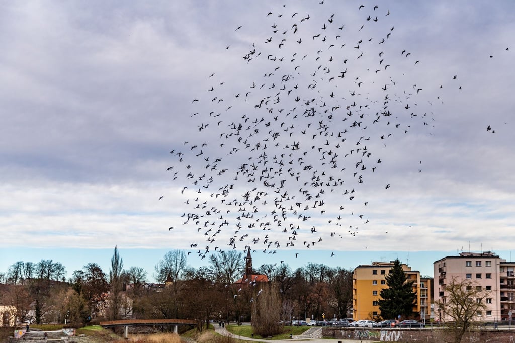 Tauben fliegen am bedeckten Himmel über dem Grenzfluss Neiße, der zwischen der deutschen Stadt Guben und dem polnischen Gubin fließt.