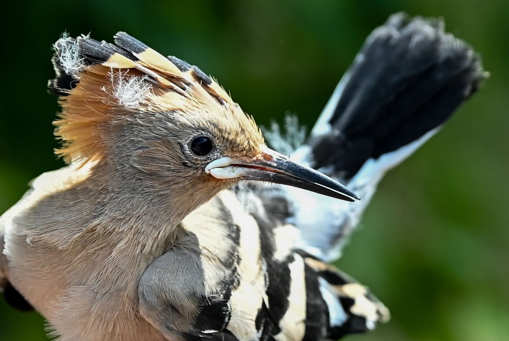 Ein Wiedehopf wird von einem Vogelberinger in Sielmanns Naturlandschaft Döberitzer Heide in der Hand gehalten, um die Küken im Nest beringen und wiegen zu können.