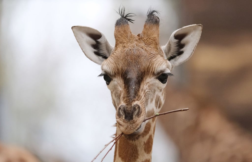 Der junge Giraffenbulle Kiano in seinem Gehege im Zoo Leipzig.