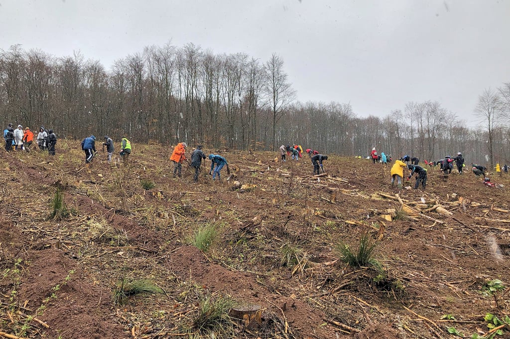 Bei der bisher größten Pflanzaktion in Sachsen-Anhalt haben ehrenamtliche Helfer drei Kahlflächen an den Pferdeköpfen zwischen Sangerhausen und Wippra wieder aufgeforstet.