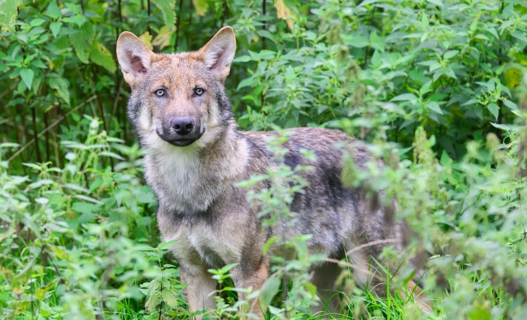 Wölfe stehen unter strengem Naturschutz und dürfen nur mit einer behördlichen Ausnahmegenehmigung unter strengen Voraussetzungen geschossen werden.