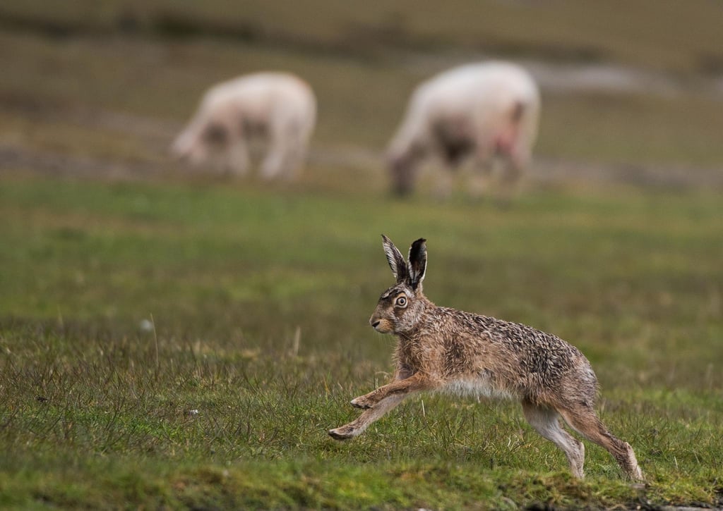 Ein Feldhase flitzt über ein Feld, auf dem Schafe grasen.