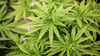In einer Wohnung in Halle hat die Polizei unter anderem rund 600 Gramm Cannabis gefunden.