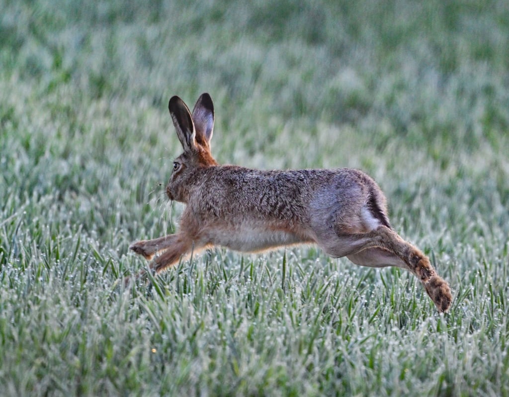 Ein Feldhase (Lepus europaeus) springt am frühen Morgen über ein Feld im Oderbruch im Osten von Brandenburg.
