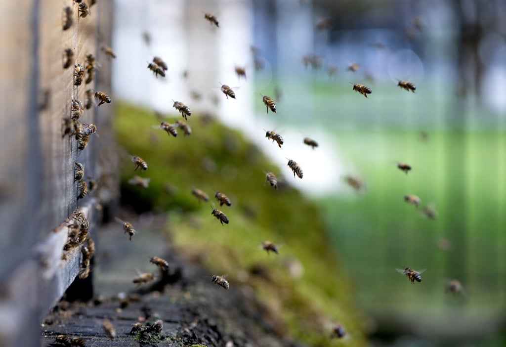 Honigbienen fliegen einen Bienenstock an.
