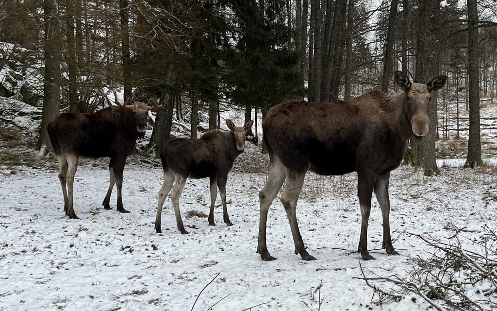 Eine Elchfamilie, bestehend aus einem Elchbullen, einer Elchkuh und einem Elchkalb, im Wildtierpark Öster Malma in Schweden.
