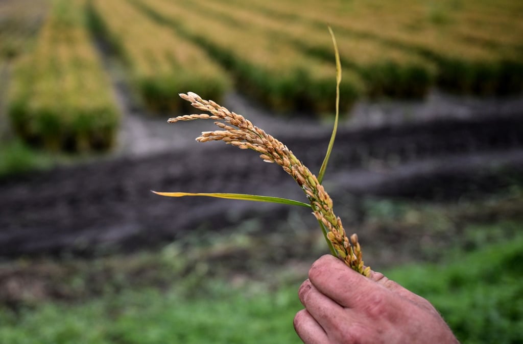 Landwirt Robert Jäckel hält eine Reis-Rispe in der Hand vor einem Reisfeld.