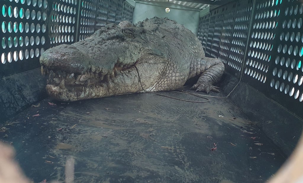 Die gefangenen Krokodile sollen in einer Krokodilfarm oder einem Zoo untergebracht werden.