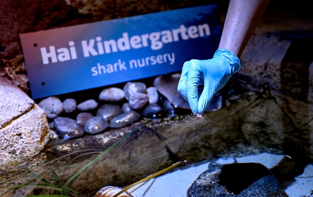 Aquaristin Undine Riemer füttert bei einem Pressetermin im Sea Life Berlin die frisch geschlüpften Katzenhaie.