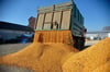 Ein Laster lädt ukrainischen Mais auf einem Bauernhof ab. Auch die Mais-Lieferungen nach Deutschland steigen.
