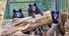 Die Ussurischen Kragenbären Fritz und Franz müssen den Dessauer Tierpark verlassen. Anastasia (links) hatte sie Anfang 2023 zur Welt gebracht.