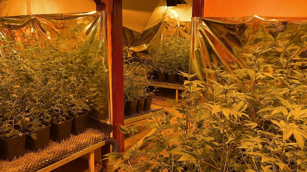 Bei einer Drogenrazzia in Annaburg im Landkreis Wittenberg hat die Polizei 1.000 Cannabis-Pflanzen entdeckt.