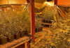 Das Foto gibt einen Eindruck von dem Ausmaß der illegalen Cannabiszucht in einem Wohnhaus in Annaburgs Mühlenstraße.