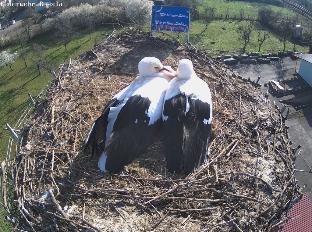 Die Storcheneltern haben sich in ihrem Nest auf dem 18 Meter hohen Schornstein eingerichtet.
