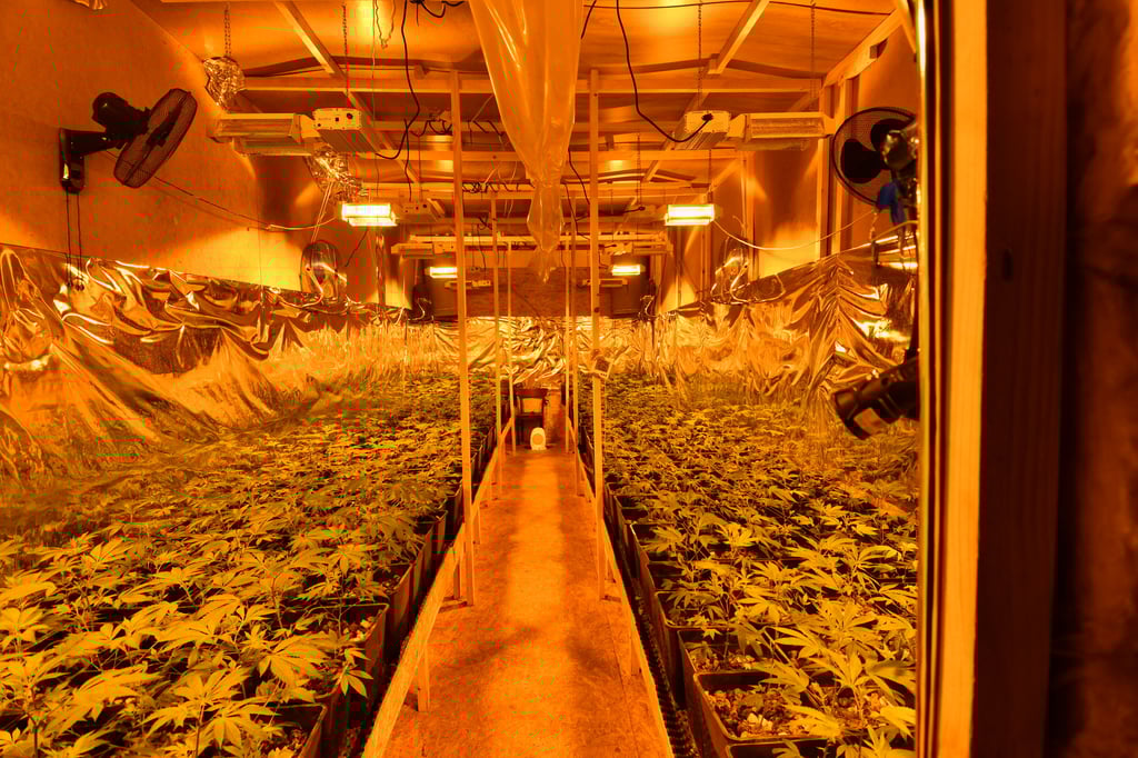In Plessa in Brandenburg beschlagnahmte die Polizei mehr als 1.400 Cannabis-Pflanzen.