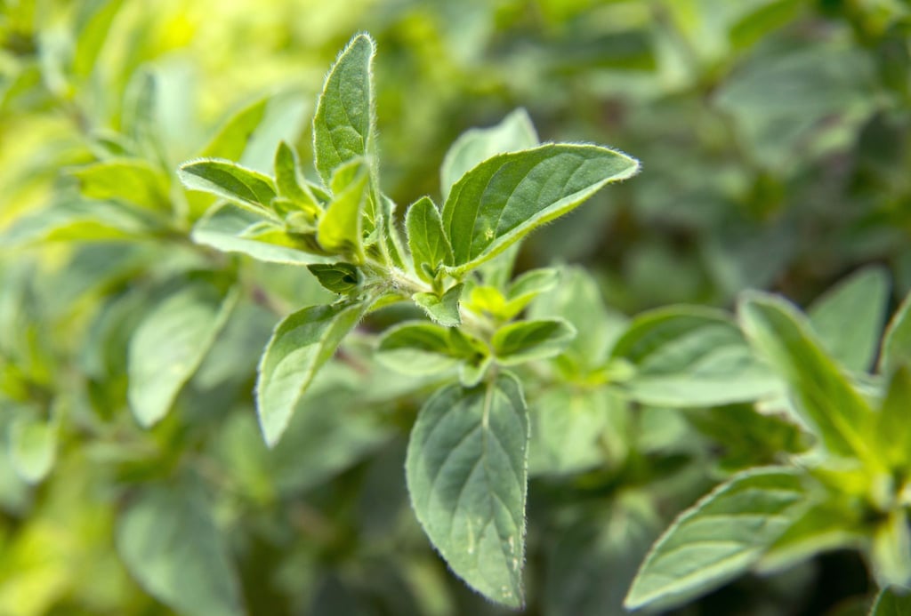 Lieber sparsam dosieren: Frischer Majoran duftet und schmeckt intensiv.