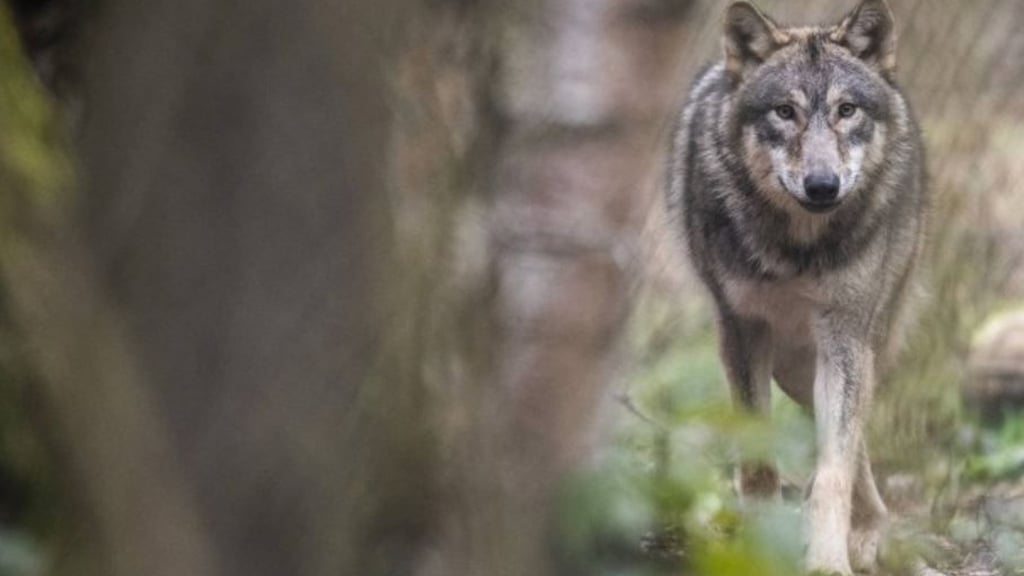 Ein Wolf wurde im Norden von Halle (Saale) mehrfach gesichtet und gefilmt.