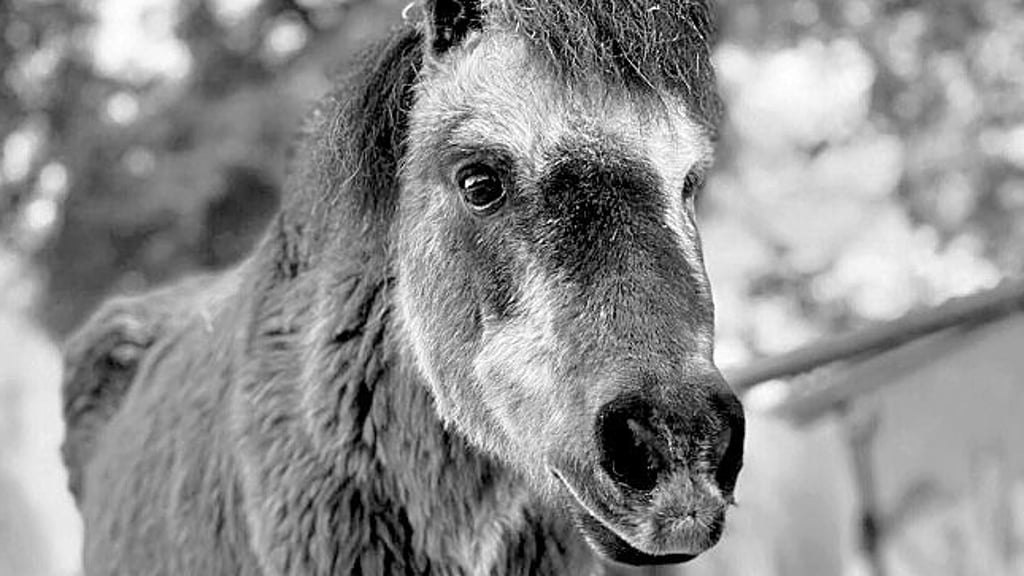 Der Namensgeber der Schülerfirma der Gröpertorschule Halberstadt, das Pony Hugo, ist gestorben.