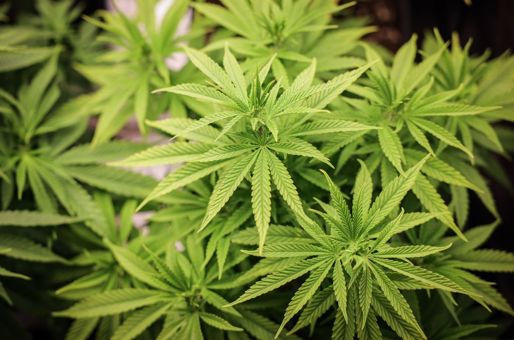 Cannabispflanzen in ihrer Wachstumsphase stehen unter künstlicher Beleuchtung in einem Privatraum.