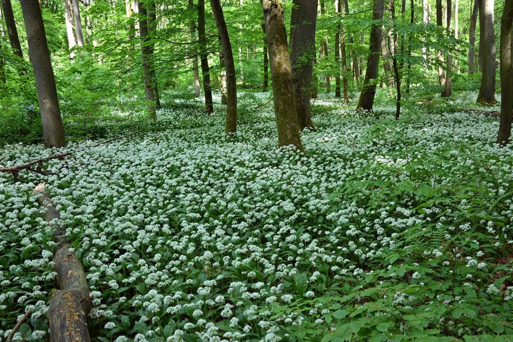 Lauchgewächs: Knobi-Duft im Wald: Bärlauch-Zeit beginnt