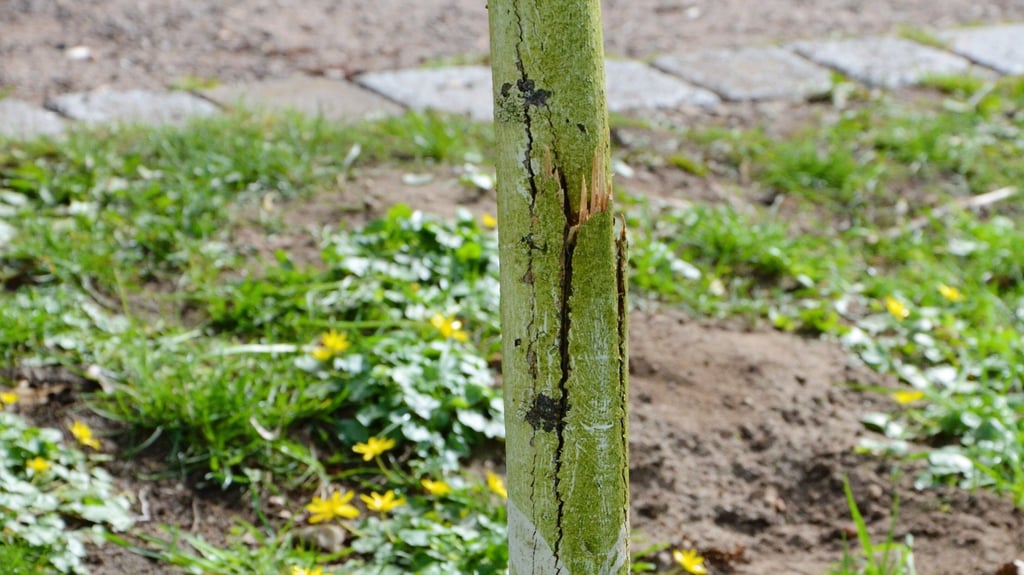 Unbekannte ließen ihre Kraft an dieser jungen Linde in der Zerbster Luther-Promenade aus und brachen den Stamm fast durch.