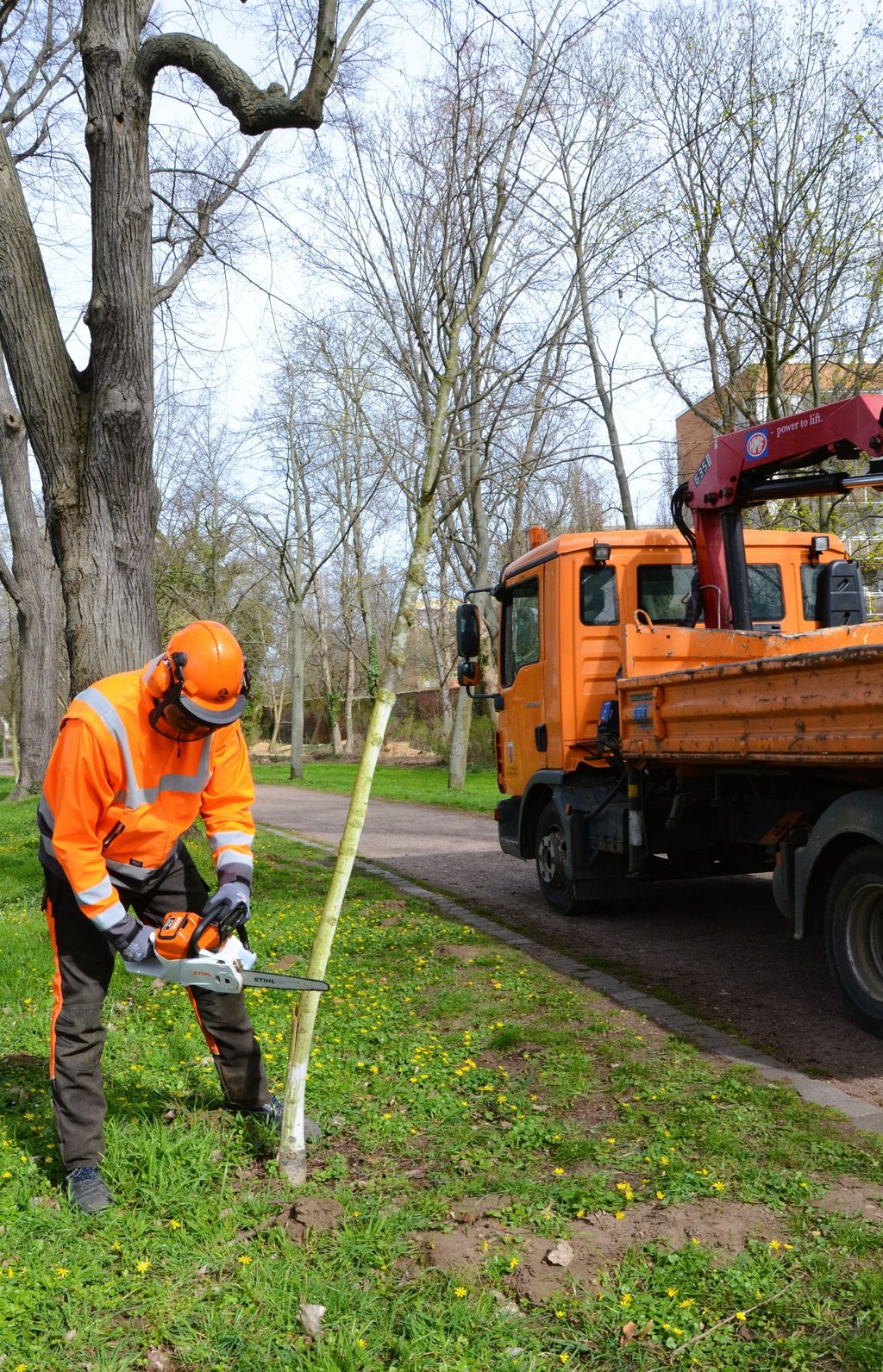 Diese junge Linde in der Zerbster Luther-Promenade wurde derartig von Unbekannten beschädigt, dass der gerade angewachsene junge Baum nur noch vom Bauhof gefällt werden konnte.