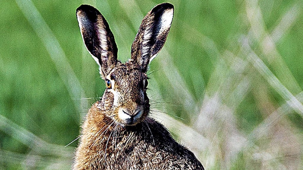 Der Feldhase ist bereit für das Osterfest. Sein Bestand ist nicht übermäßig, aber auf stabilem Niveau.