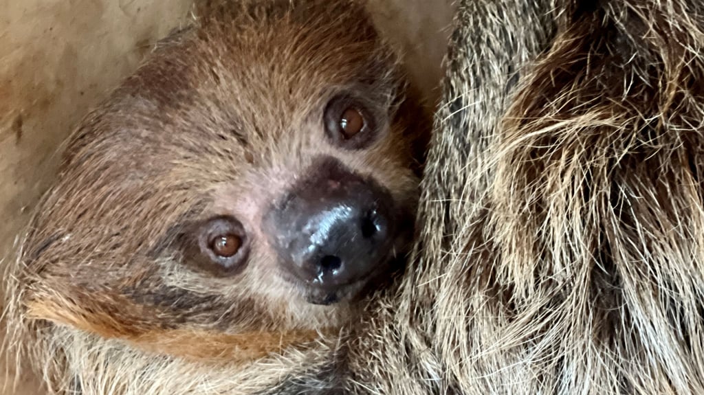 Eines der beiden Faultiere, die nun im Tiergarten Bernburg gezeigt werden.